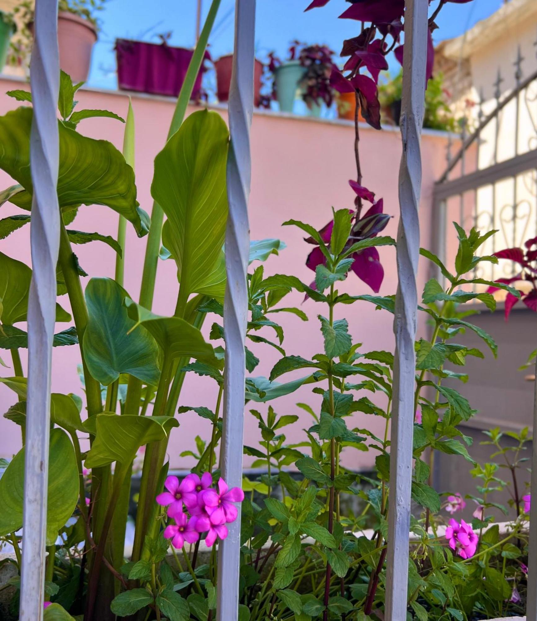 Villa Ensalv Berat - Apartment - Room - Penthouse エクステリア 写真