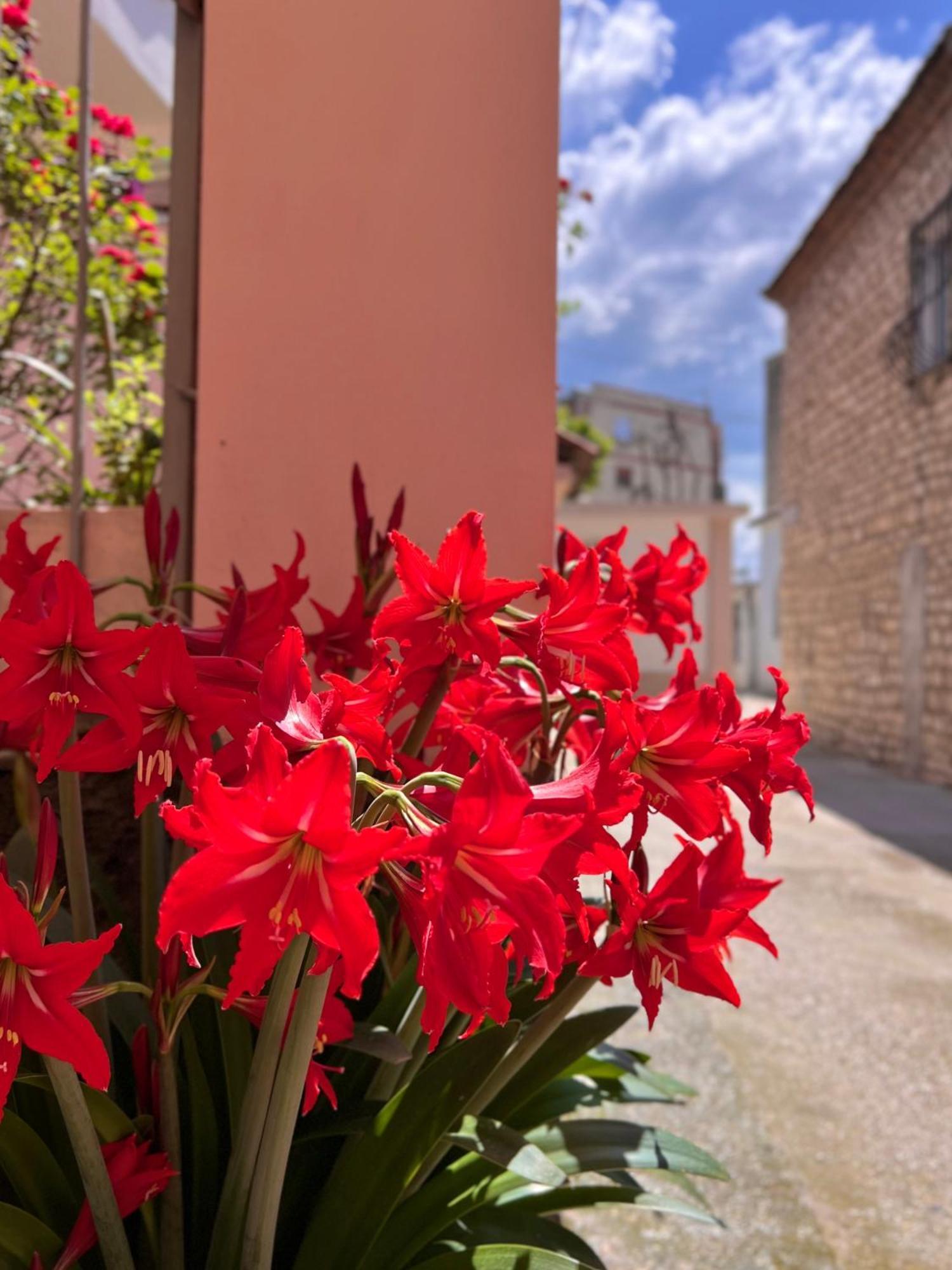 Villa Ensalv Berat - Apartment - Room - Penthouse エクステリア 写真