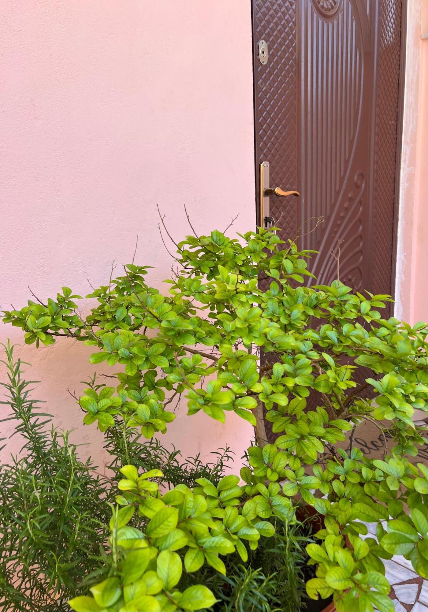 Villa Ensalv Berat - Apartment - Room - Penthouse エクステリア 写真